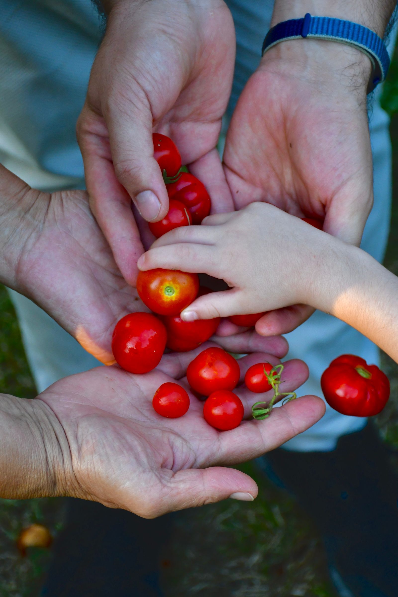 Hands holding fresh cherry tomatoes