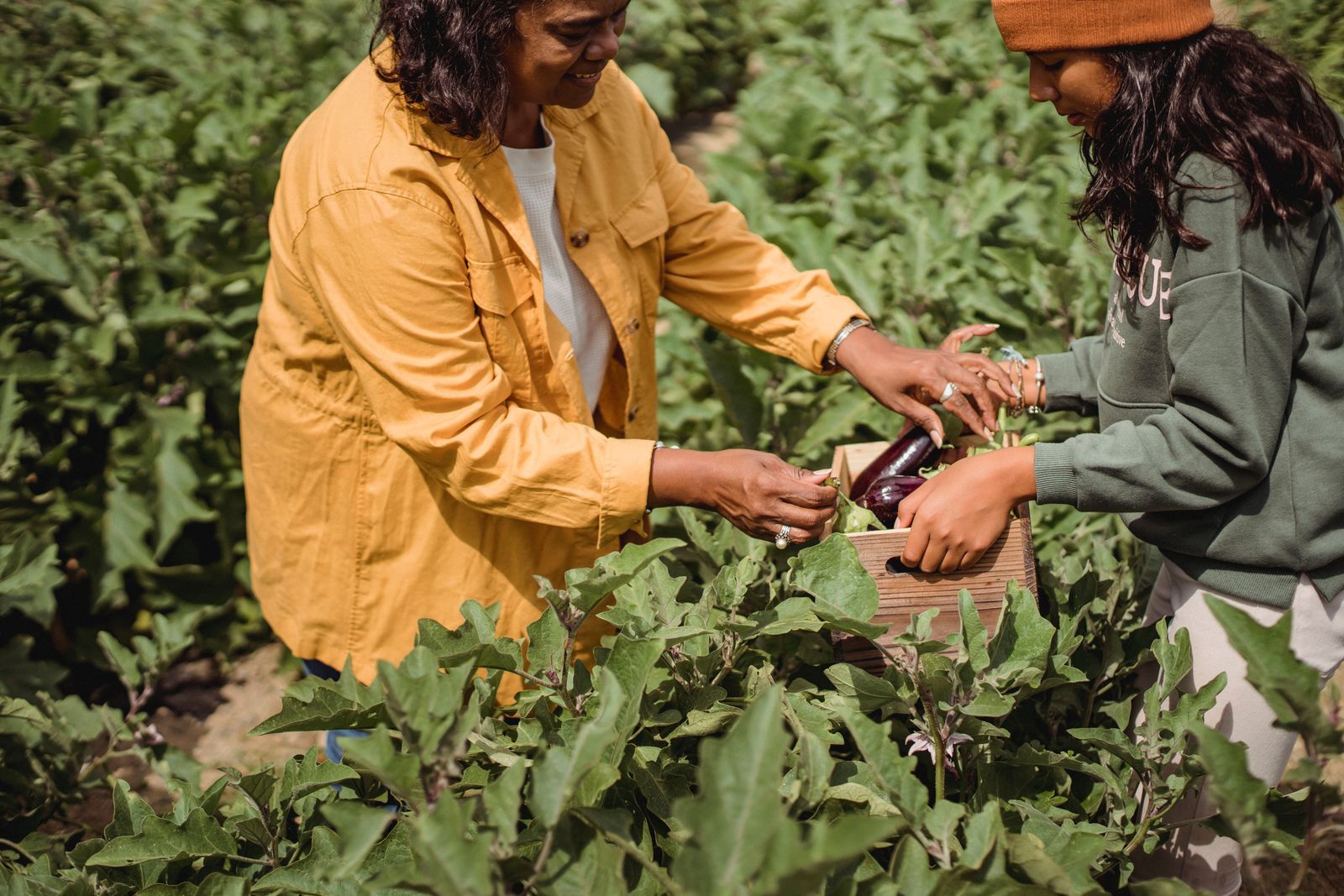 Picking vegetables in a garden